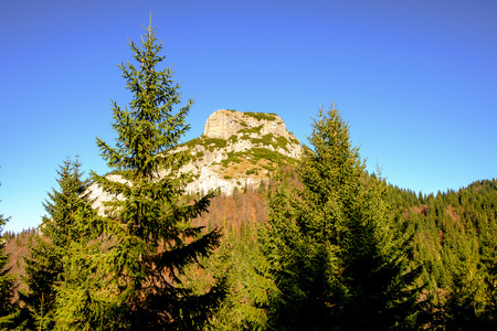 洛基山高峰与森林树木的应用前景