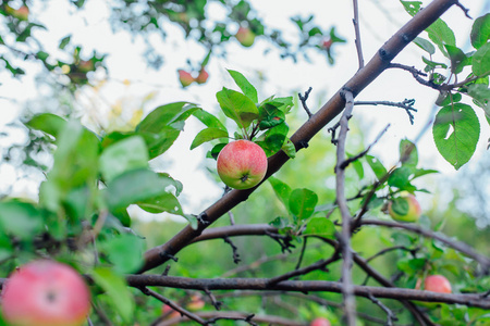 红苹果在树上