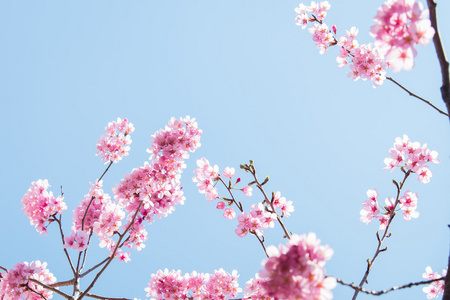 樱花花或樱花