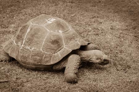 巨龟关在动物园里的地基上。棕褐色的 ph 值