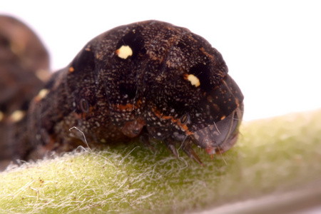 在哥伦比亚斑纹黑色的蝴蝶幼虫在白色的背景照片