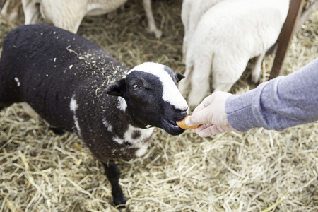 吃胡萝卜的羊照片