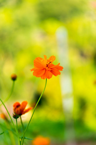 橙色波斯菊花卉