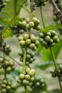 咖啡豆在泰国拉廊省棵树上