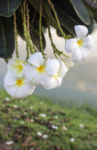 黄白相间的花图片大全