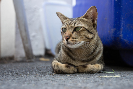 孤独的街头猫