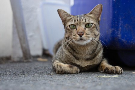 孤独的街头猫