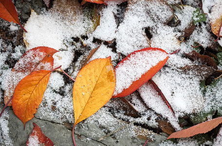 在雪中的树叶插画