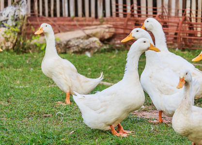 在农场的白鸭图片
