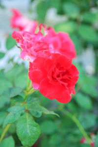 花园里有茎的红玫瑰