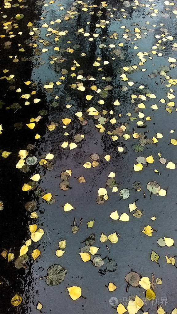 潮湿地面雨中的黄叶