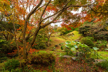 森林在日本的秋天