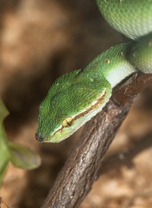 热带毒蛇