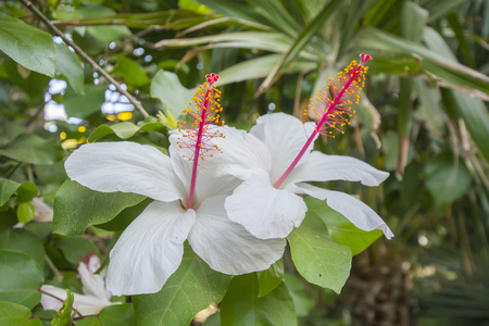 美丽花园中的白色芙蓉花