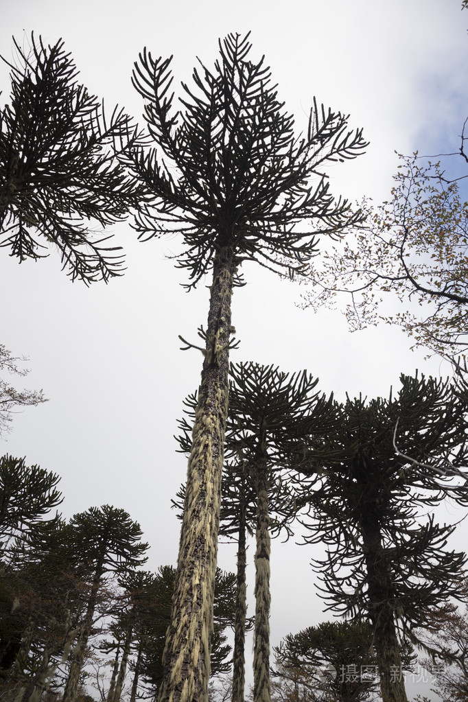 阿劳卡利亚树孔吉利奥