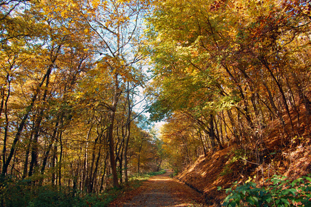 美丽的秋天在森林中的颜色