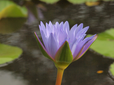 紫莲花荷花在水面上