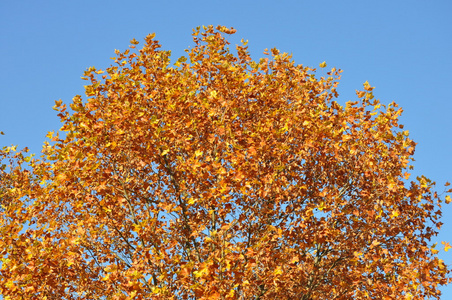秋天的树和蓝天