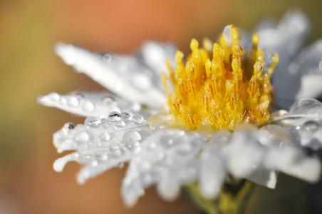 一朵花上的雨滴