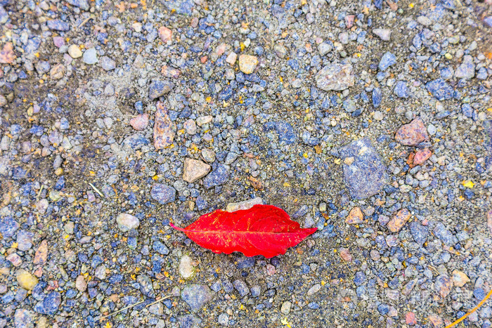 地上的红叶