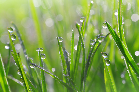 露水的新鲜图片