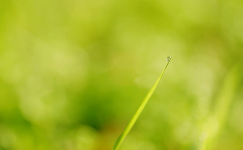 清晨的露珠在绿色草地上