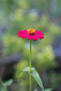 花园里的七彩花