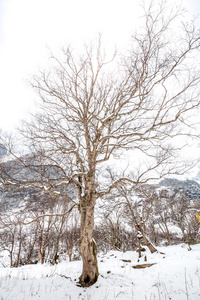 国家的雪景