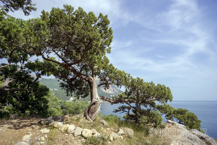 美丽的克里米亚杜松子树在山坡上靠近黑海