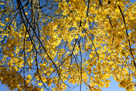 金秋。秋天的时间。枫树