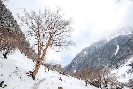 国家的雪景