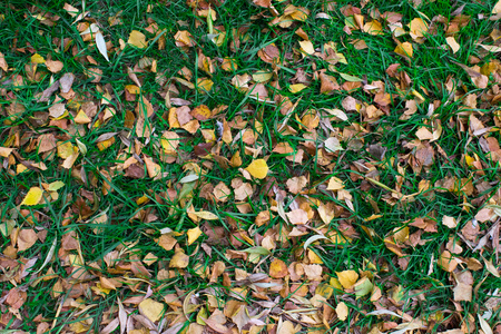 在秋天公园的黄叶背景下砍伐的树木和原木