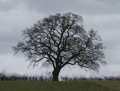 单棵孤独的树一单棵椰子树