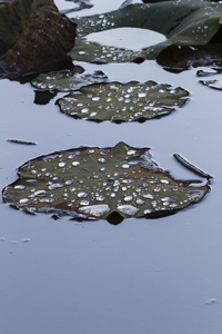 干燥的水百合和反映在湖在秋天