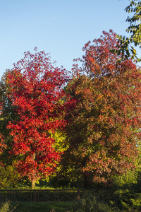在秋天的公园中的树