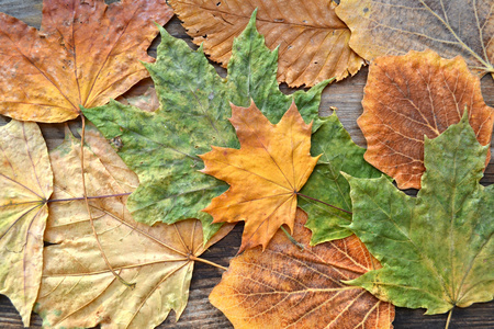 色彩鲜艳的秋叶在木板上