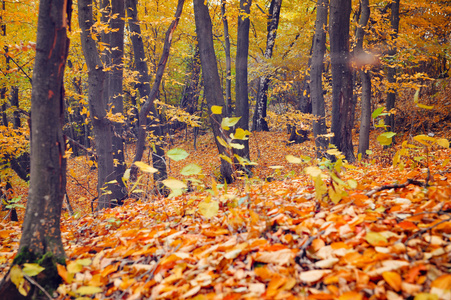 美丽多彩的秋天的树林