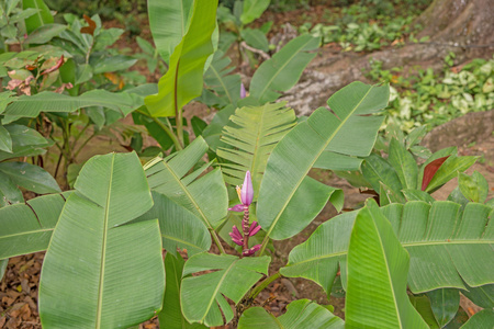 香蕉花在树上