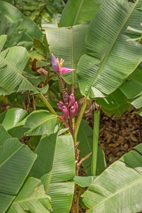 香蕉花在树上