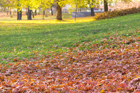美丽的秋天背景的黄叶在地面上