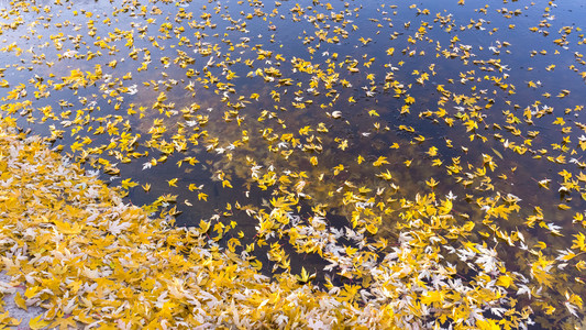 美丽的秋天背景的黄叶在地面上