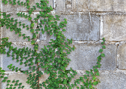 墙上的绿色的爬山虎植物