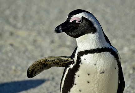 非洲企鹅 Spheniscus demersus 在海滩上