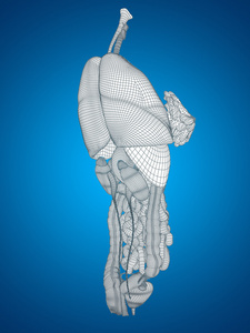 概念概念解剖人类女人 3d 黑色线框网格消化系统在蓝色背景