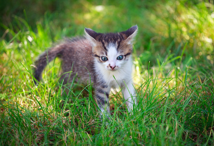 小猫在草地上玩