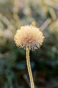 白花在霜冻