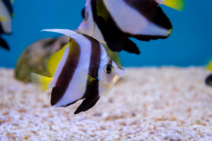 热带鱼的教育 bannerfish 水下蓝色的水中