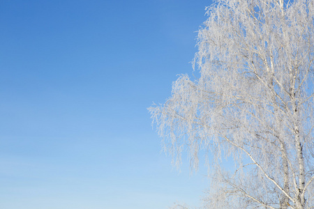 在雪原和蓝天中唯一的冰冻树