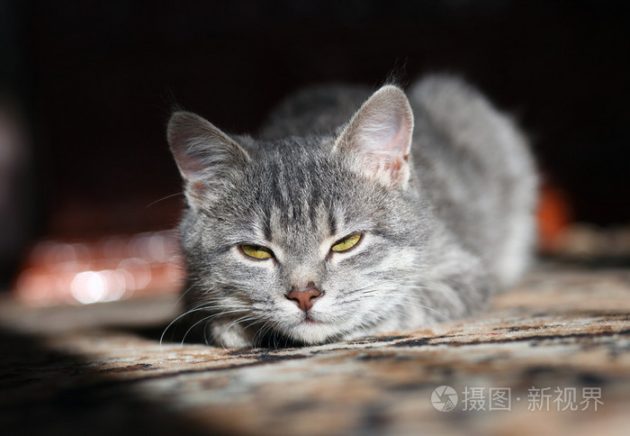 只灰色的猫,准备攻击