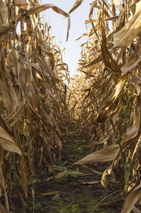 玉米秸秆栽培玉米田准备好收获图片